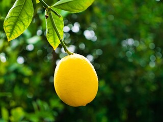 lemon on branch