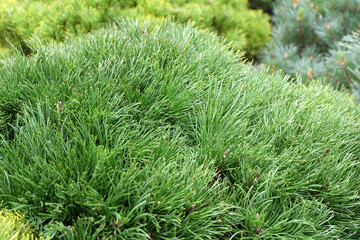 Ornamental coniferous plant for the garden mountain pine Pumilio in a greenhouse, selective focus, horizontal orientation.