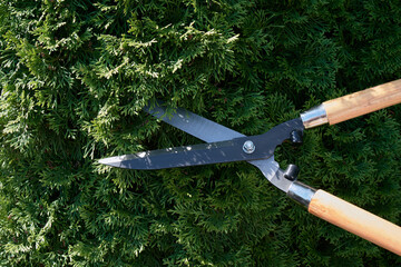 Trimming thuja tree with garden scissors.  Pruning thuja shrubs and thuja hedges.