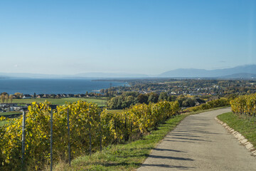 vue sur le vignoble et le lac