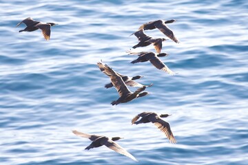 Schwarm Kormorane fliegen über Wasser