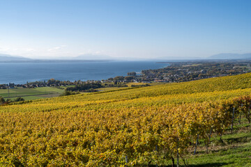 vue sur le vignoble et le lac