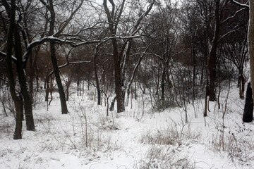 snow covered trees, winter graphics, plant texture