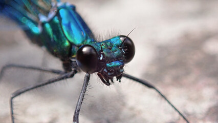 Macro Libélula