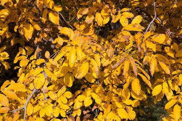 Closeup of yellow autumn leaves in sunshine