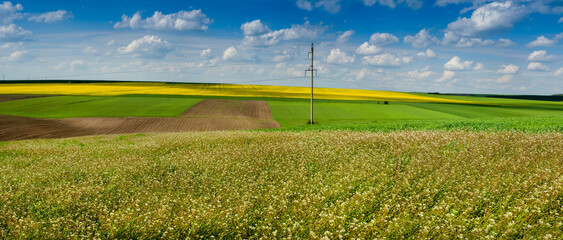 Panoramic view from field grass Capsella bursa pastoris, farm green wheat field, lines of arable land and rapeflowerfield landscape with baeautiful sky