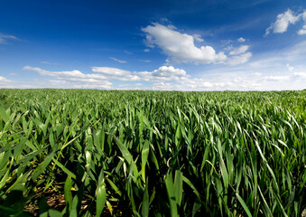 Green spring wheat crops, beautiful sky with clouds