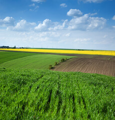 Green field of winter wheat, Yellow oilseed rape fields andarable land, patchwork