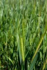 rye spikelet at springtime closeup