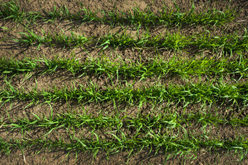 rows of crops of winter wheat, top view