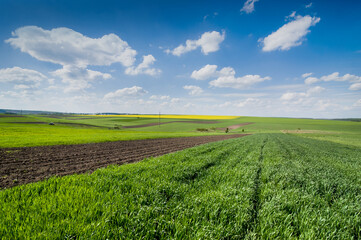 Fototapeta na wymiar rural field of winter wheat near arable land in early spring and