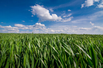 young rye sprouts, sowing wheat close up and beautiful sky with clouds in the background