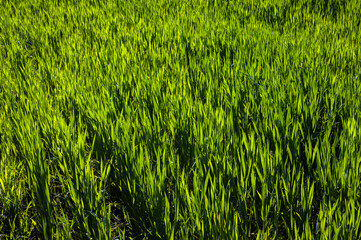 Good seedlings of winter wheat, top view, good light on the spring farm field