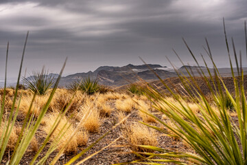 Peeking at the Chisos mountains through yucca spikes