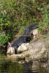 Sunning Gator