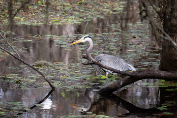 Everglades Heron