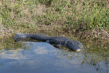 Adult Alligator