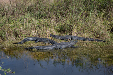 Three Alligators