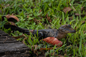Obraz premium Juvenile Gator