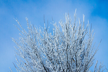 frosty tree in winter