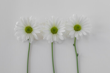 White Daisy Flay Lay on White Background