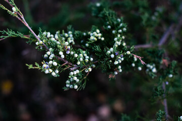 Juniper berries on tree