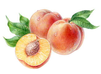 Peaches with green leaves and drops, watercolor illustration