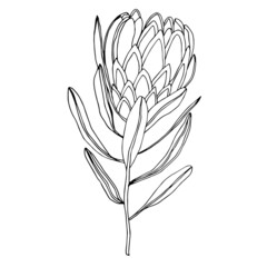 Vector image of a Proteus flower. Black outline. Hand-drawn. Botanical illustration. Design of posters, postcards, invitations, design of weddings, holidays, decor.