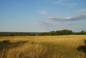Obraz premium View from a high hill to the field and forest. A view opens onto a field with yellowed grass burnt out in the sun and a green forest. Above, there is a light blue sky with small white clouds.