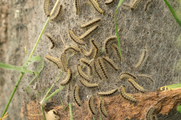 Obraz premium Oak processionary caterpillar nest and web in procession on an oak tree.