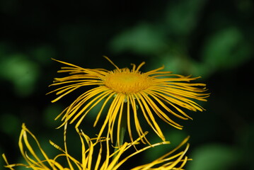Large yellow flowers of elecampane. Bright yellow open flowers bloom among the green leaves. They have long, thin petals that are flat and have a wide fluffy core.