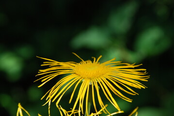 Large yellow flowers of elecampane. Bright yellow open flowers bloom among the green leaves. They have long, thin petals that are flat and have a wide fluffy core.