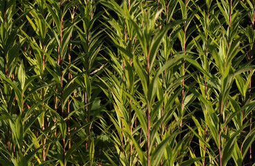 Texture of young Giant goldenrod plants ( Solidago gigantea ) before bloom in spring