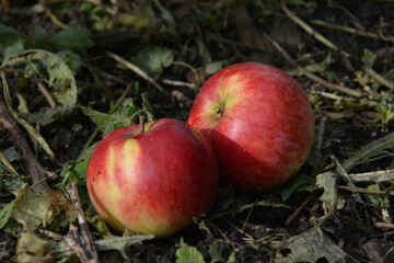 ripe red apples fell to the ground
