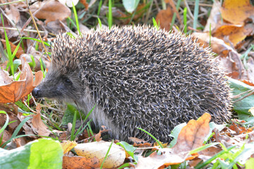 funny hedgehog in the autumn forest