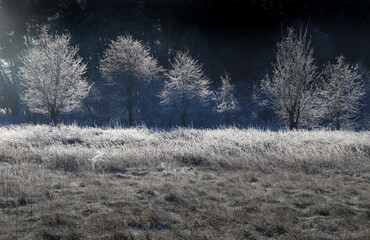 Trees in Winter Landscape with  Hoar Frost 