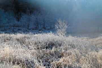 Trees in Winter Landscape with 	Hoar Frost 
