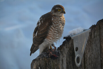 hawk resting after lunch
