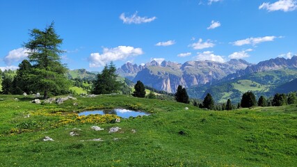 alpine meadow in summer