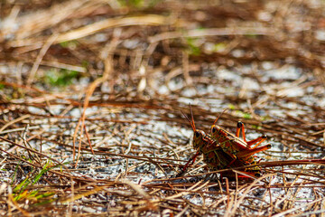 A pair of lubber grasshoppers mating 