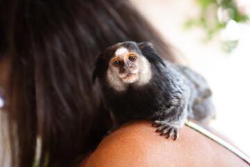 A marmoset photographed on the shoulder of a biologist in Brazil, in the Atlantic Forest