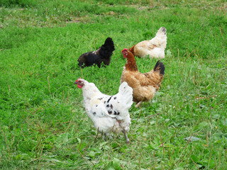 chickens walking on green grass