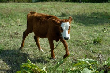 cows in the meadow, small cow