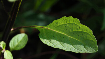 Apple-of-Peru ( Nicandra physalodes ) plant with isolated green leaf and black background