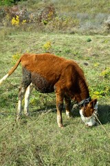 smal cow on the meadow