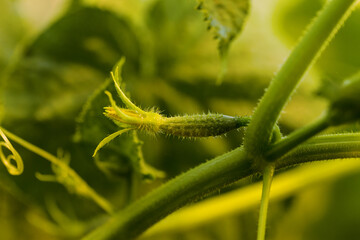 flower bud and small cucumber on the stem of seedlings close-up