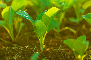 seedlings of cabbage in the ground in a garden bed, lit by the sun