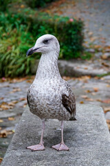 seagull
