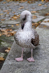 seagull 