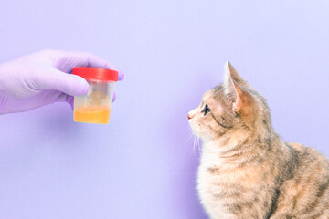 cute cat on a purple background gives a urine test, a hand in a rubber disposable glove holds a jar...